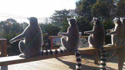 増える日光浴