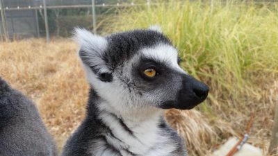ワオキツネザルの横顔