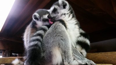 孫なめるラメ