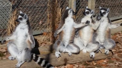 お？やんのか？