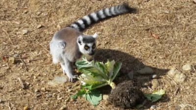 葉牡丹食べるワオキツネザル