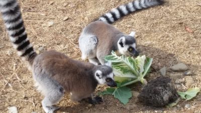 葉牡丹とワオキツネザル