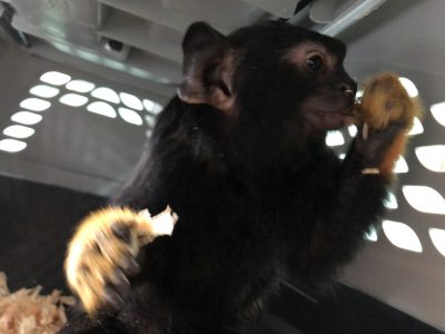 コオロギ食べるキフネ