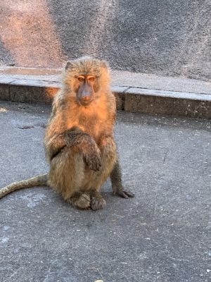 オレンジスルメ