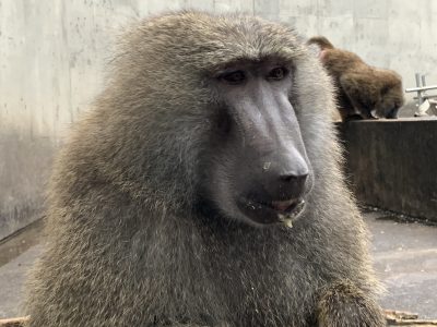 ヤッタ１