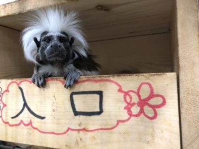 巣箱から顔を覗かせるゴーナ