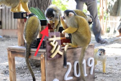 ウバちゃんも食べに来てます