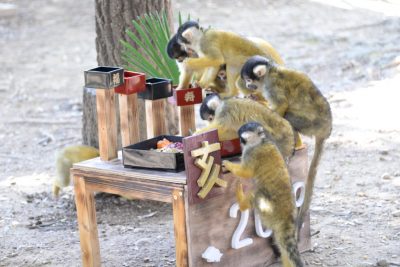 サルおせちを食べるリスザルたち