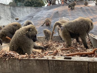 探索するおとな