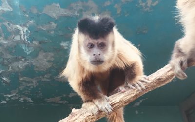 フサオマキザルのブリトニー