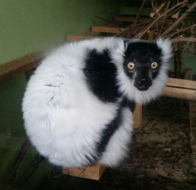 クロシロ