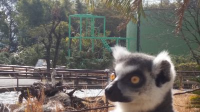 ヌッと、現れて