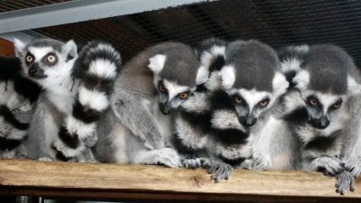 モフモフマフラー