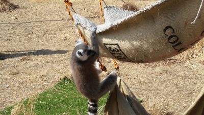 ハンモックに乗ったり