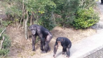 ナックルウォーク