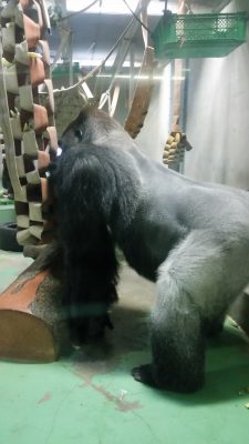 いっぱい感