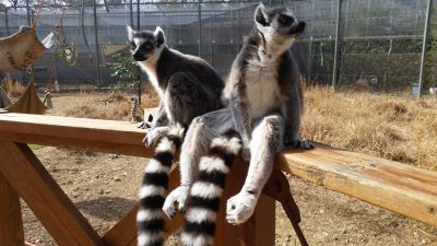 日だまりペア