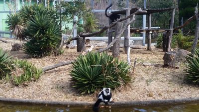 ４頭のキツネザル
