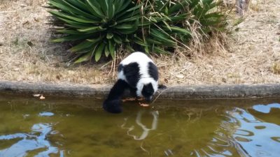 興味深く水面にオレガノ