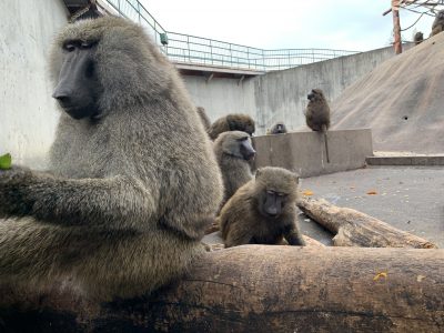 ナッシュとスルメ2