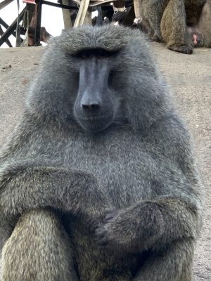 ナッシュ