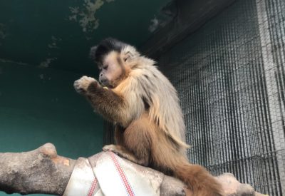 食べ物に集中するブリトニー