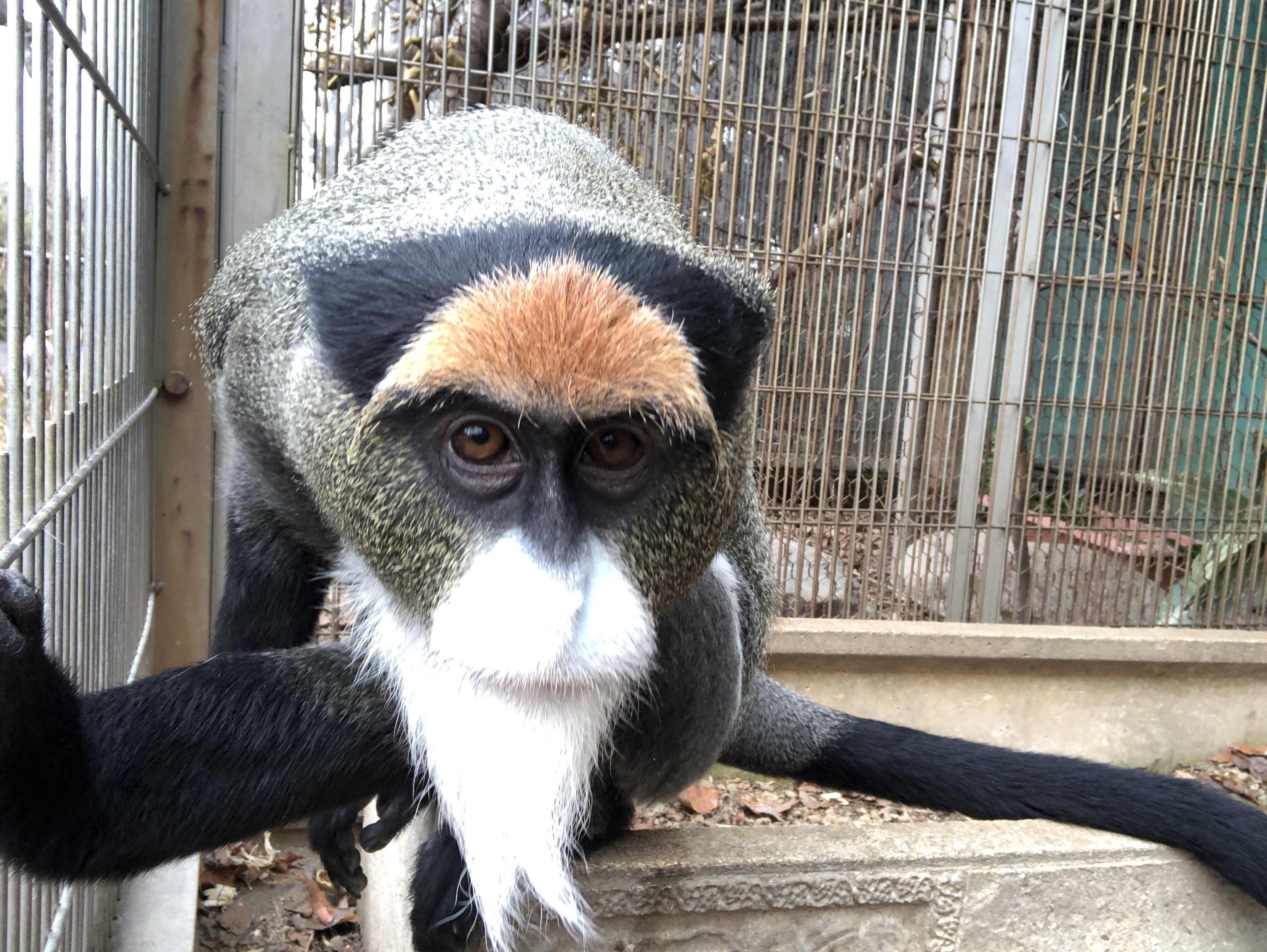 さて 誰のしっぽでしょう 飼育の部屋