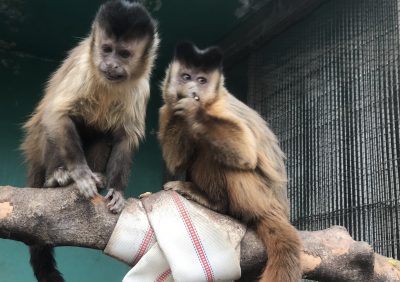 食い意地のあるブリトニー