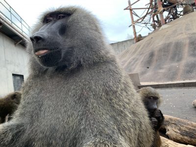 ナッシュとスルメ