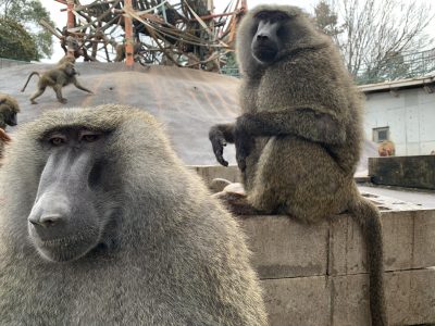 ナッシュとイゾウ