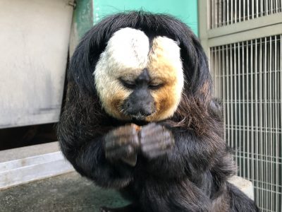 サナギを食べているモップくん