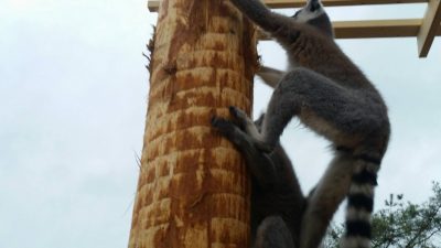 木登りワオ