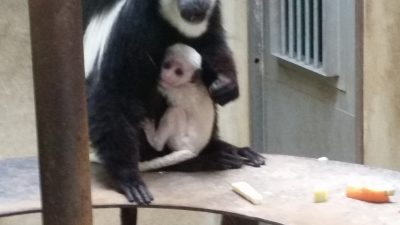 この赤ちゃんはだれでしょう？