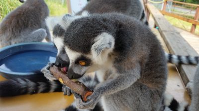 ワオキツネザルはペロペロ