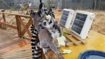 キャベツ食べるとる