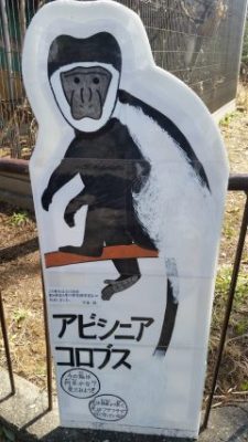 アビシニアボード