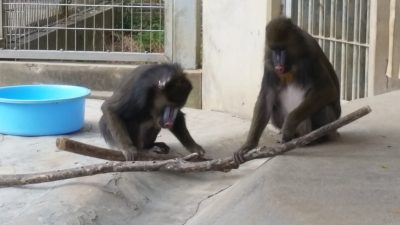 ホジホジ