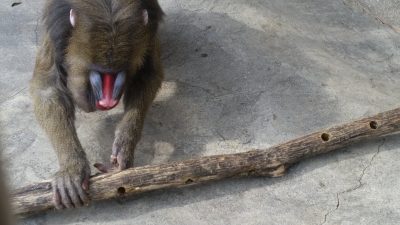 指でホジホジ