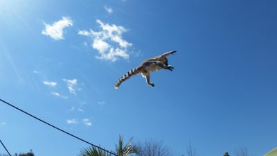 やっほーい！
