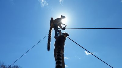 太陽とワオキツネザル