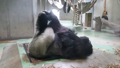 ヨガのポーズ