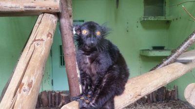 クロキツネザルのムーン