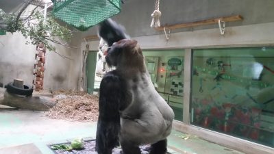 タロウの長い腕