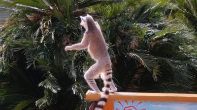 スタンディングポーズ