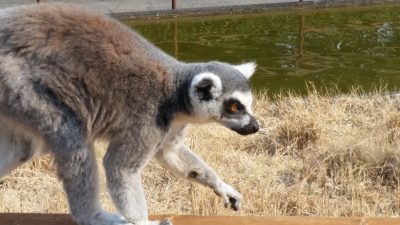 キラーの歩き方