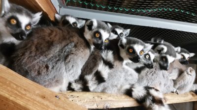 寝室でワオ団子