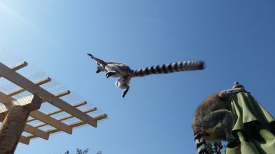 屋根に向かってジャンプ