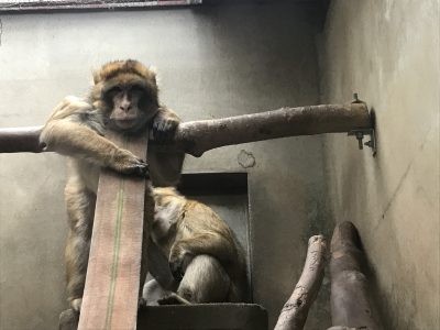 ネクタイ