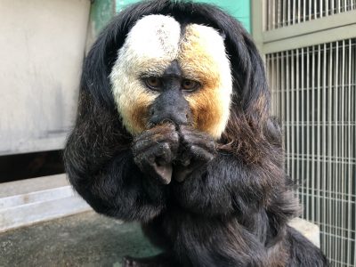 かわいい