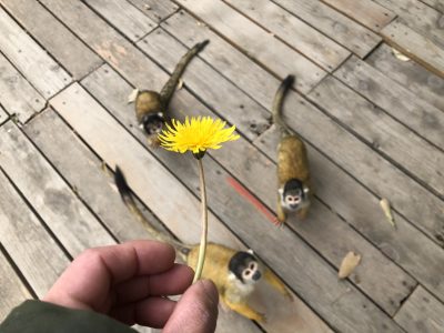 春の味覚に引き寄せられるリスザルたち